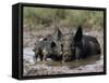 Pig and Piglet in Mud Puddle-Lynn M^ Stone-Framed Stretched Canvas
