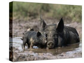 Pig and Piglet in Mud Puddle-Lynn M^ Stone-Stretched Canvas