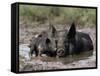 Pig and Piglet in Mud Puddle-Lynn M^ Stone-Framed Stretched Canvas