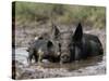 Pig and Piglet in Mud Puddle-Lynn M^ Stone-Stretched Canvas