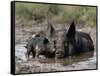 Pig and Piglet in Mud Puddle-Lynn M^ Stone-Framed Stretched Canvas