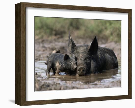 Pig and Piglet in Mud Puddle-Lynn M^ Stone-Framed Premium Photographic Print