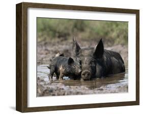 Pig and Piglet in Mud Puddle-Lynn M^ Stone-Framed Premium Photographic Print