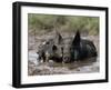 Pig and Piglet in Mud Puddle-Lynn M^ Stone-Framed Premium Photographic Print