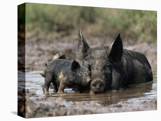 Pig and Piglet in Mud Puddle-Lynn M^ Stone-Stretched Canvas