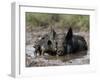 Pig and Piglet in Mud Puddle-Lynn M^ Stone-Framed Photographic Print