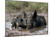 Pig and Piglet in Mud Puddle-Lynn M^ Stone-Mounted Photographic Print