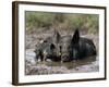 Pig and Piglet in Mud Puddle-Lynn M^ Stone-Framed Photographic Print