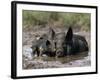 Pig and Piglet in Mud Puddle-Lynn M^ Stone-Framed Photographic Print