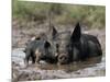 Pig and Piglet in Mud Puddle-Lynn M^ Stone-Mounted Photographic Print