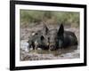 Pig and Piglet in Mud Puddle-Lynn M^ Stone-Framed Photographic Print