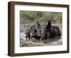 Pig and Piglet in Mud Puddle-Lynn M^ Stone-Framed Photographic Print