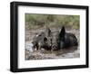 Pig and Piglet in Mud Puddle-Lynn M^ Stone-Framed Photographic Print