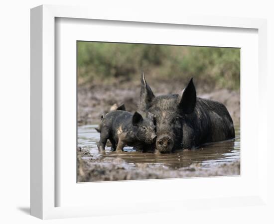 Pig and Piglet in Mud Puddle-Lynn M^ Stone-Framed Photographic Print