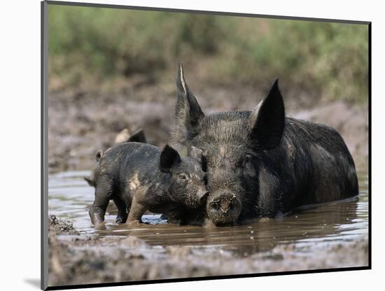 Pig and Piglet in Mud Puddle-Lynn M^ Stone-Mounted Photographic Print