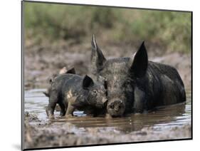 Pig and Piglet in Mud Puddle-Lynn M^ Stone-Mounted Photographic Print