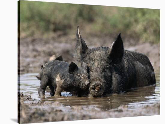 Pig and Piglet in Mud Puddle-Lynn M^ Stone-Stretched Canvas