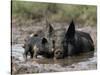 Pig and Piglet in Mud Puddle-Lynn M^ Stone-Stretched Canvas