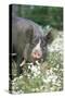 Pig Berkshire in Daisies-null-Stretched Canvas