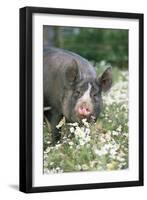 Pig Berkshire in Daisies-null-Framed Photographic Print