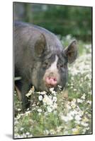 Pig Berkshire in Daisies-null-Mounted Photographic Print