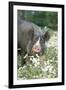 Pig Berkshire in Daisies-null-Framed Photographic Print