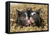 Pig Berkshire Piglet in Straw-null-Framed Stretched Canvas