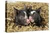 Pig Berkshire Piglet in Straw-null-Stretched Canvas