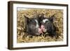 Pig Berkshire Piglet in Straw-null-Framed Photographic Print