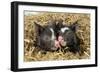 Pig Berkshire Piglet in Straw-null-Framed Photographic Print