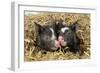 Pig Berkshire Piglet in Straw-null-Framed Photographic Print