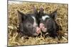 Pig Berkshire Piglet in Straw-null-Mounted Photographic Print