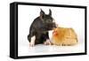 Pig Berkshire Piglet with Chicken-null-Framed Stretched Canvas