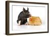 Pig Berkshire Piglet with Chicken-null-Framed Photographic Print