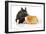Pig Berkshire Piglet with Chicken-null-Framed Photographic Print
