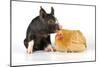 Pig Berkshire Piglet with Chicken-null-Mounted Photographic Print