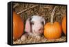 Pig Gloucester Old Spot Piglet with Pumpkins-null-Framed Stretched Canvas