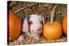 Pig Gloucester Old Spot Piglet with Pumpkins-null-Stretched Canvas