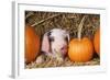 Pig Gloucester Old Spot Piglet with Pumpkins-null-Framed Photographic Print