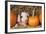 Pig Gloucester Old Spot Piglet with Pumpkins-null-Framed Photographic Print