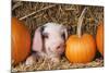 Pig Gloucester Old Spot Piglet with Pumpkins-null-Mounted Photographic Print