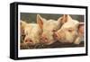 Pig Heaven-Carolyne Hawley-Framed Stretched Canvas