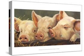 Pig Heaven-Carolyne Hawley-Stretched Canvas