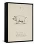 Pig Illustrations and Verse From Nonsense Alphabets by Edward Lear.-Edward Lear-Framed Stretched Canvas