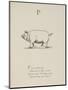 Pig Illustrations and Verse From Nonsense Alphabets by Edward Lear.-Edward Lear-Mounted Giclee Print