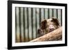 Pig in Gloucesteshire, England-John Alexander-Framed Photographic Print