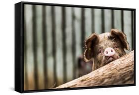 Pig in Gloucesteshire, England-John Alexander-Framed Stretched Canvas