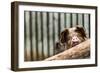 Pig in Gloucesteshire, England-John Alexander-Framed Photographic Print