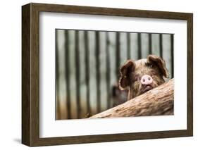 Pig in Gloucesteshire, England-John Alexander-Framed Photographic Print