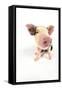 Pig Kune Kune Cross Gloucester Old Spot Piglet-null-Framed Stretched Canvas